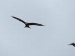 FZ022131 Red kite (Milvus milvus).jpg